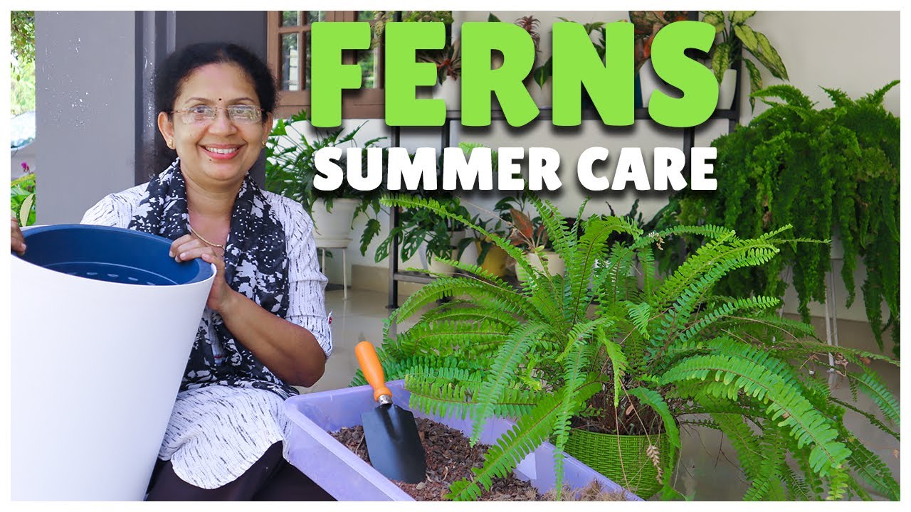 Fern Summer Care | Repotting | Tip to Maintain Green Color