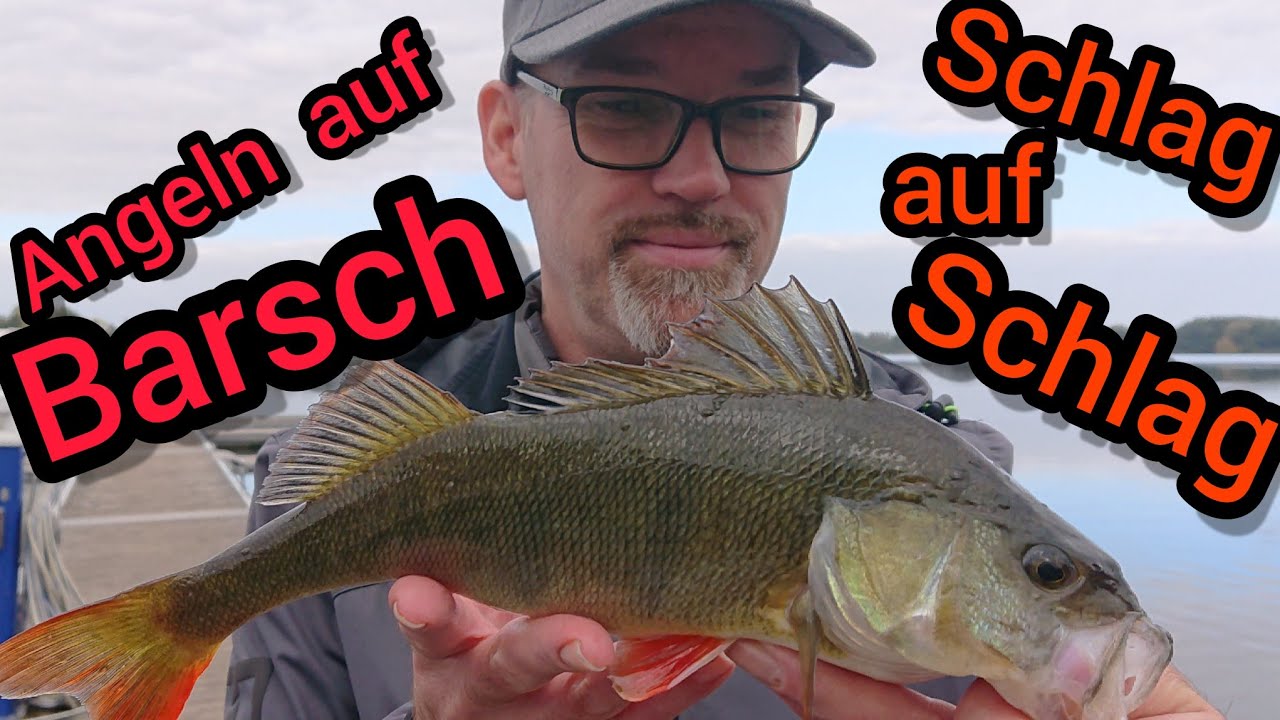 Wenn sich die Barsche stapeln - angeln auf Barsch - ANGLERSCHWATZ - Kanalbeschreibung lesen