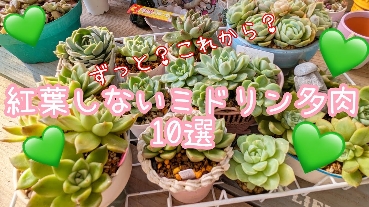 〈多肉〉カラフルな中、逆に目立つ？紅葉しないミドリン多肉10選💚💚💚💚💚💚💚💚💚💚#多肉植物 #多肉紅葉 #succulent