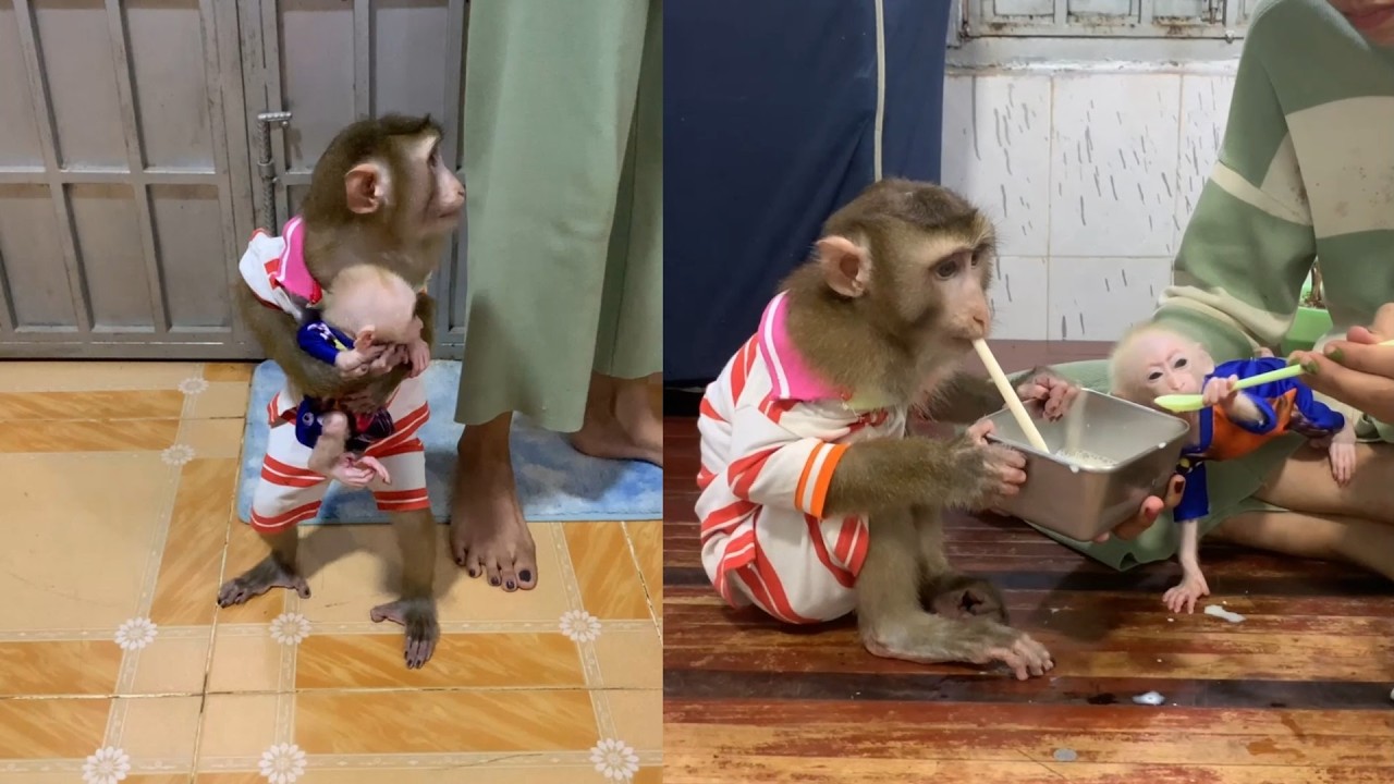 Big Brother Monkey Helps Take Care of the Tiny New Baby! 🐒🍼