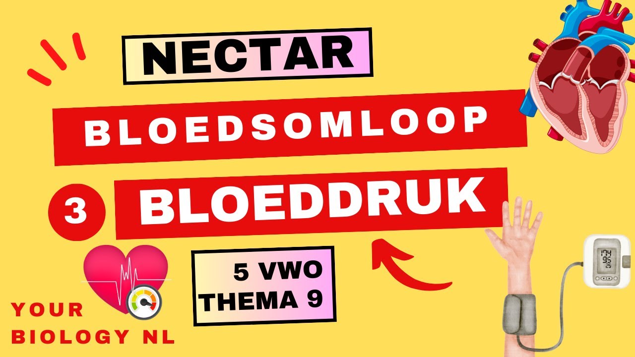5 vwo | Bloedsomloop | 3 | Bloeddruk