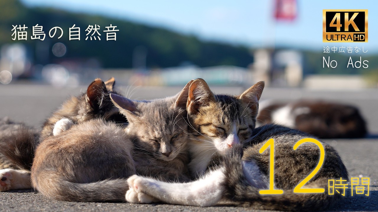 【猫島🐈️の猫と自然音 × 12時間 総集編・かぶりなし】猫島の癒し映像と環境音でリラックス！ | 4K Ultra HD / No Ads（途中広告なし）【作業用】