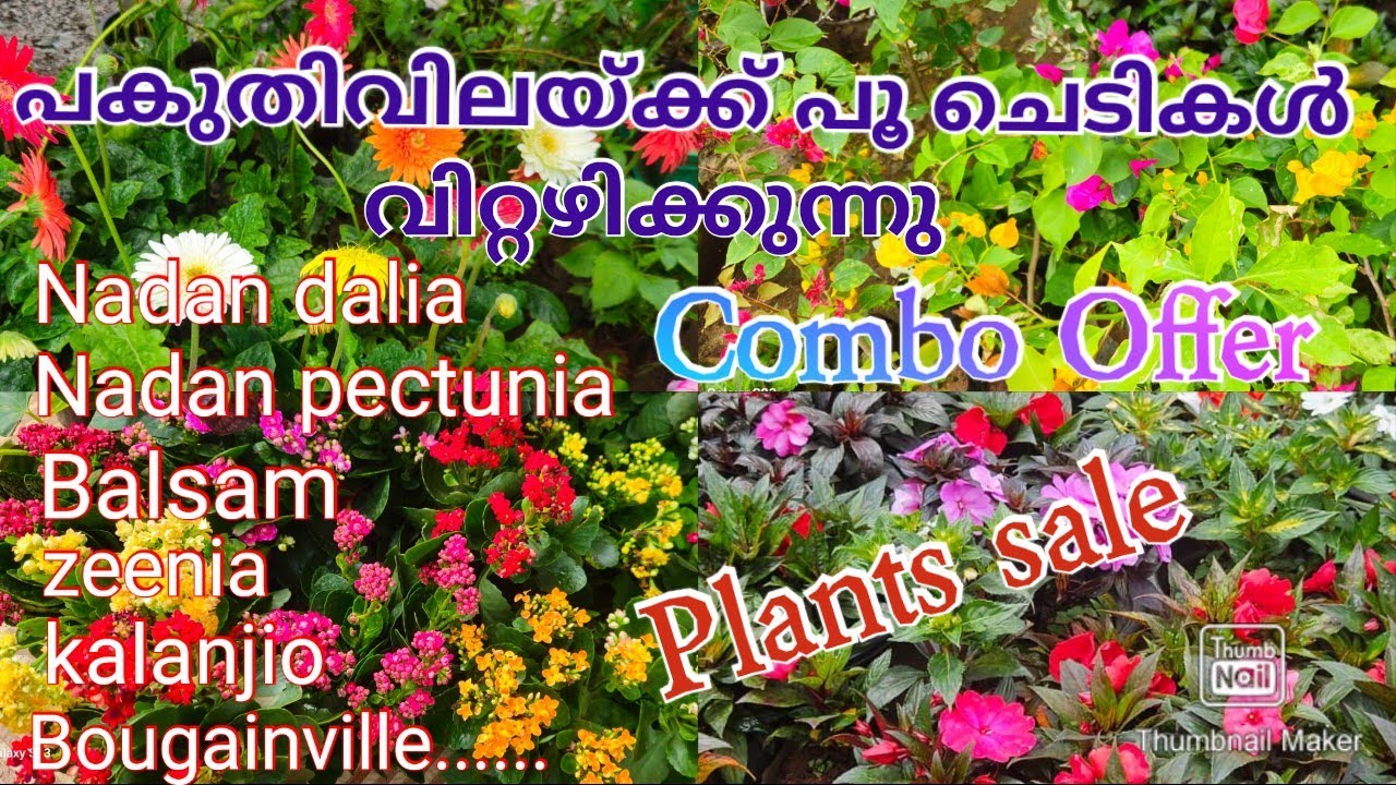 Selling plants at half price # plants sale# combo offer# flowering plants# online sale#