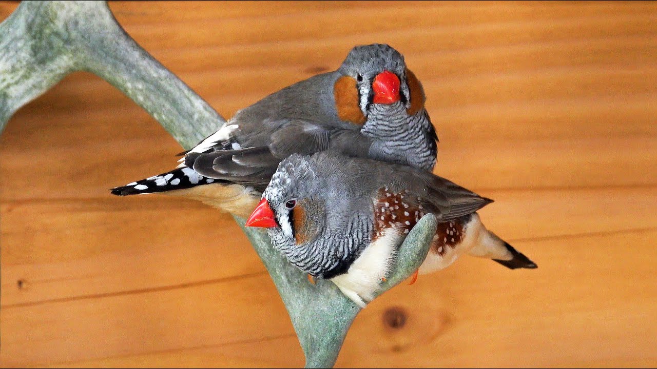 My Aviary part 5, Mijn Volière, zebra finches Bert and Ernie, the nest builders