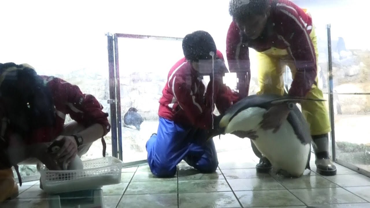 皇帝ペンギンの赤ちゃん親元に帰る　押し込み誘拐三人組　うちの子返してー