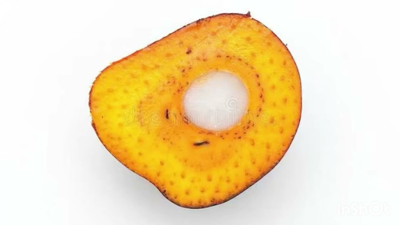 Explaining species of oil palm in Africa 