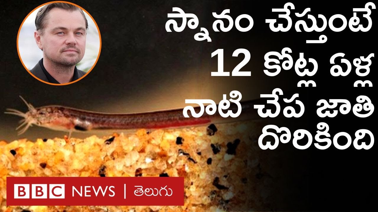 Rare Fish : స్నానం చేస్తుండగా బకెట్‌లో 12 కోట్ల ఏళ్ల నాటి చేప జాతి దొరికింది, దీని ప్రత్యేకత ఏంటంటే