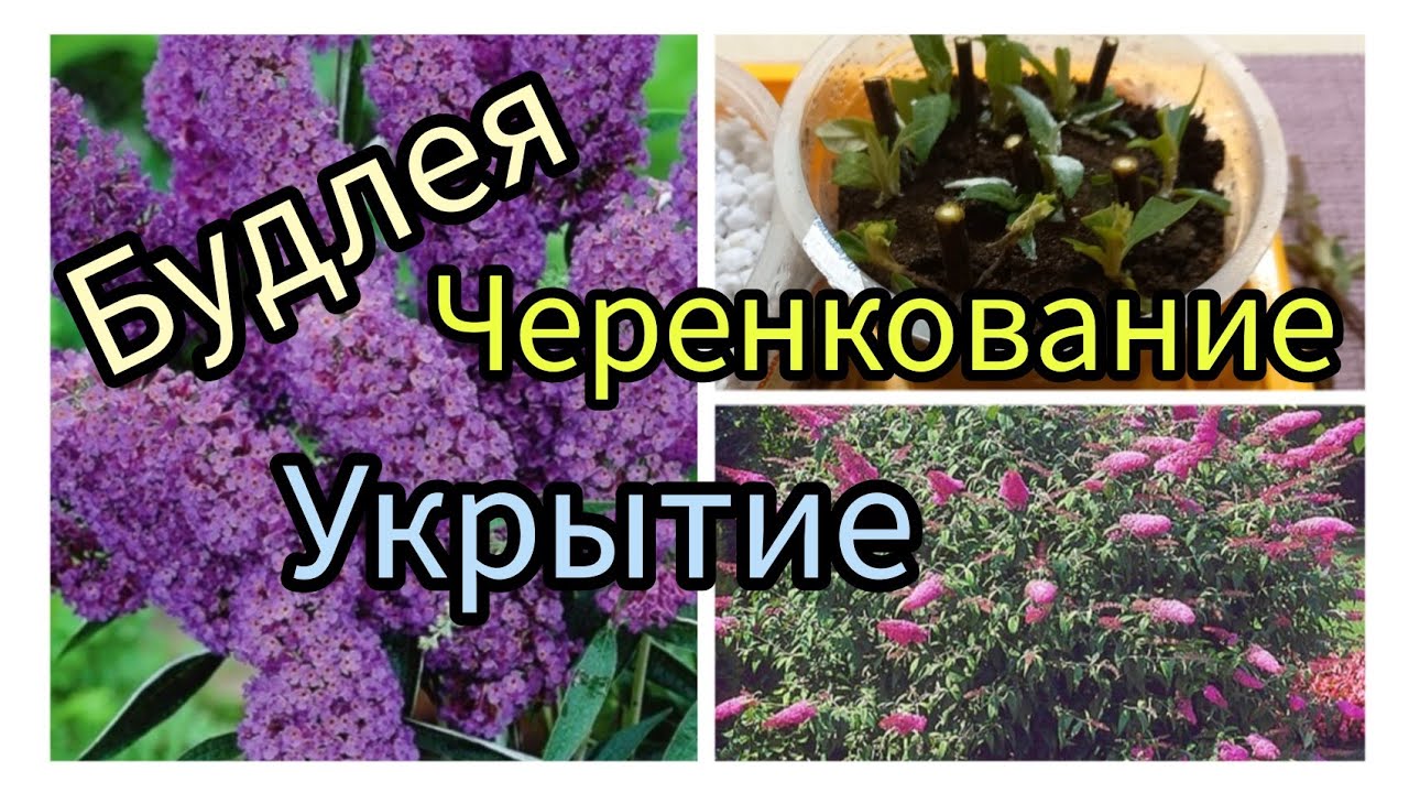 Будлея.Укрываю.Черенкую.