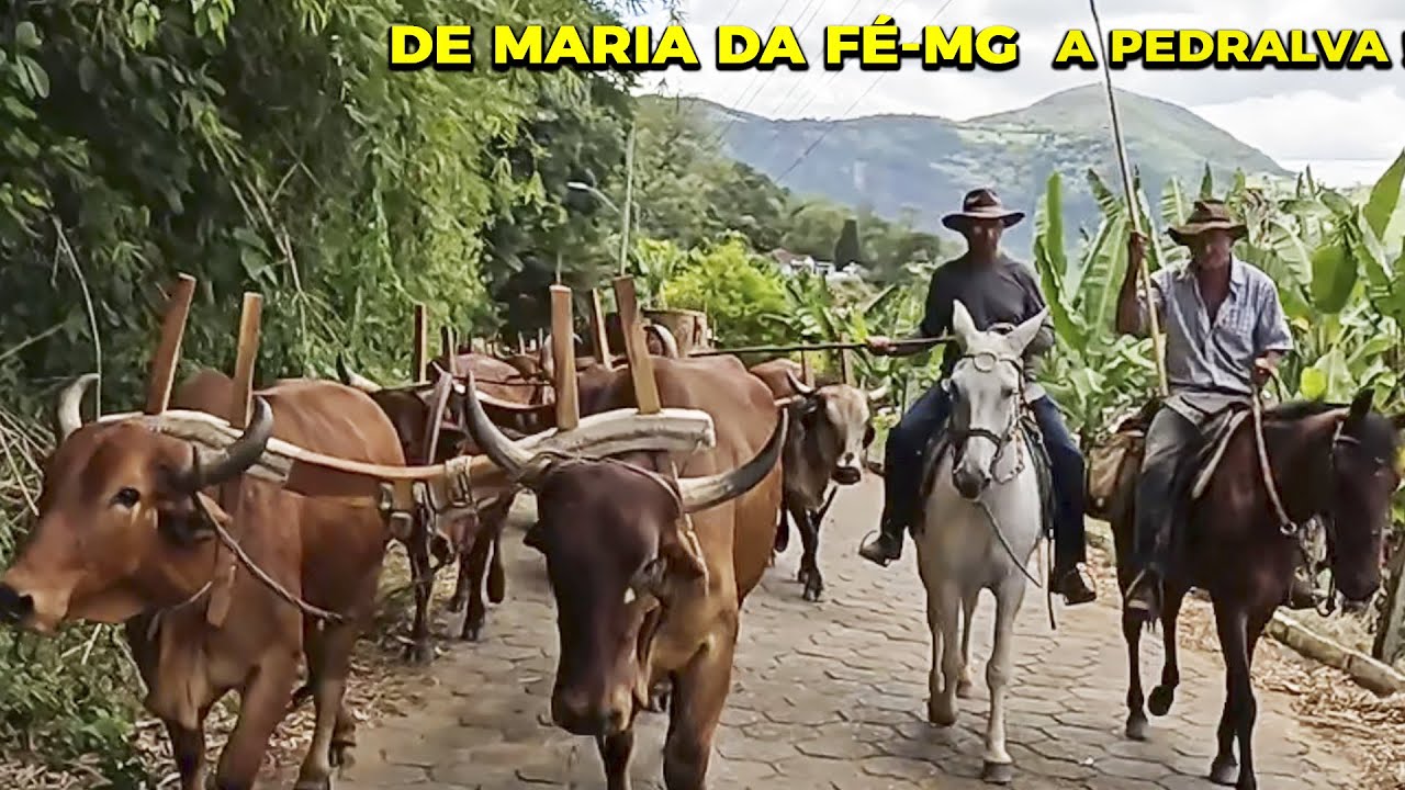 A VIAGEM DOS CARREIROS DE MARIA DA FÉ-MG A PEDRALVA-MG