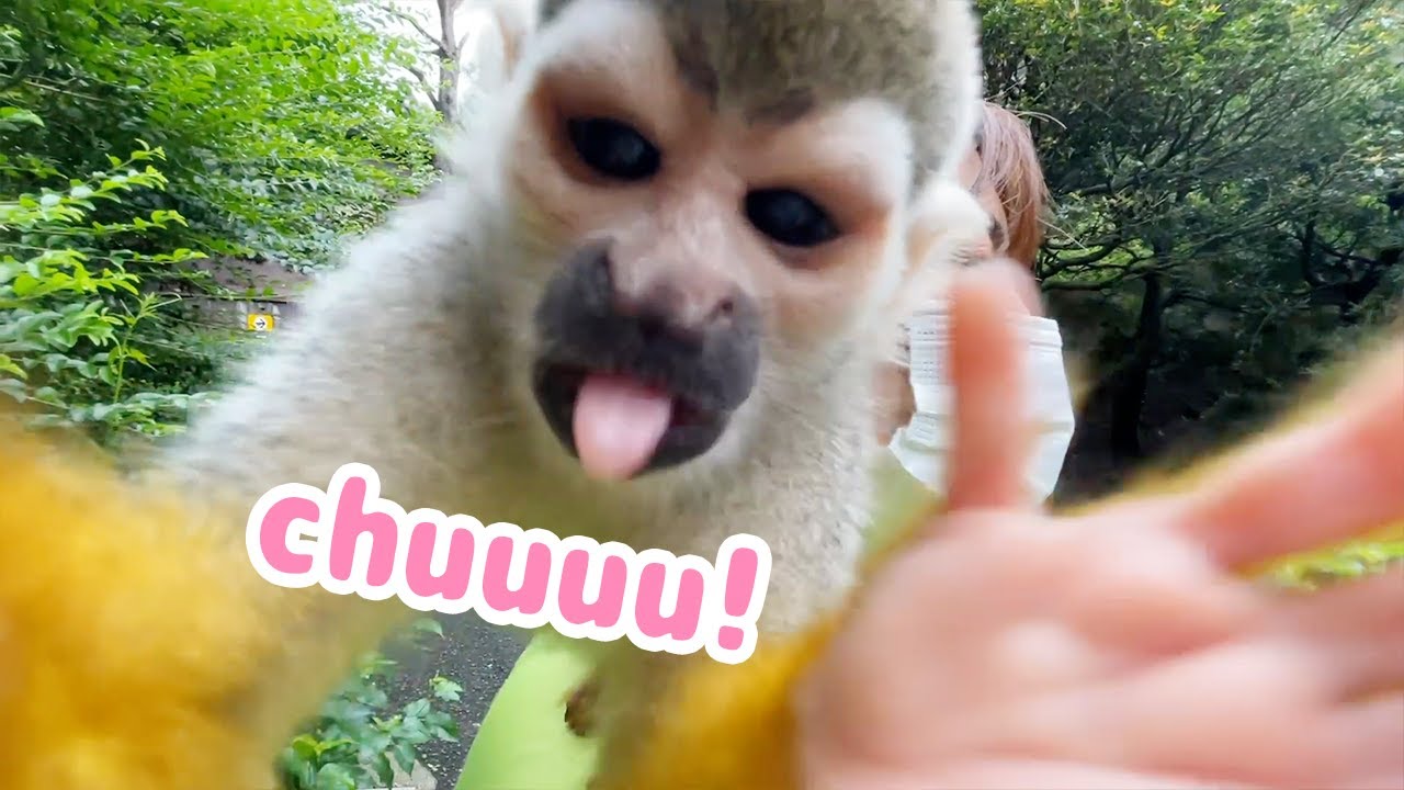 飼育員を好きすぎるリスザルは、こうなります。Squirrel monkey and lemur