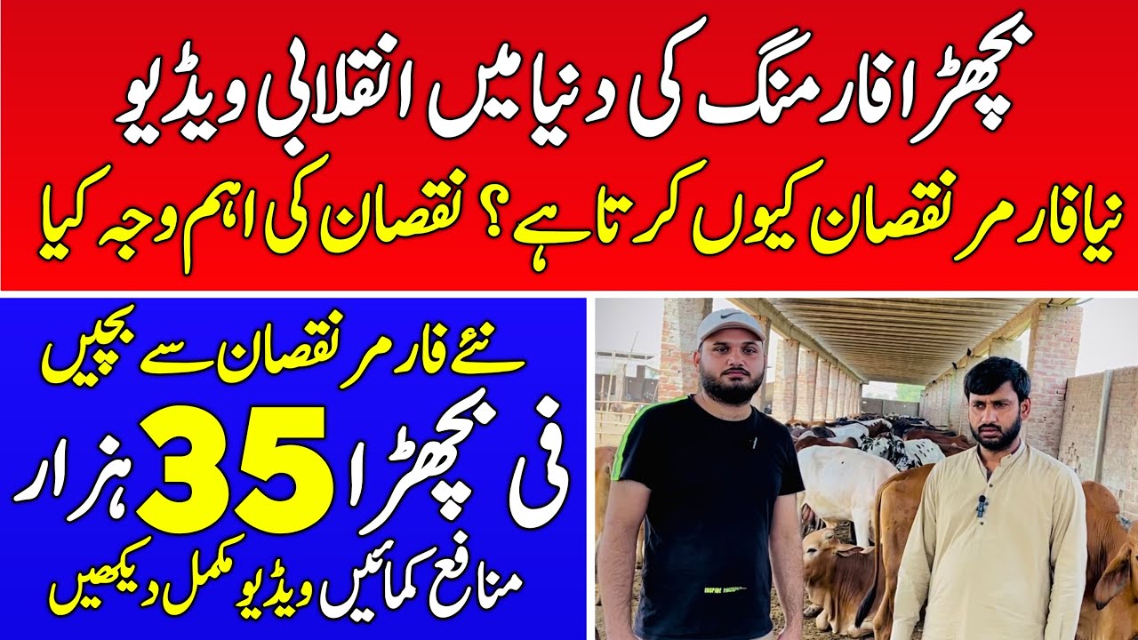 Bachra Farming Business Idea in Pakistan 2024 | Universal Topics