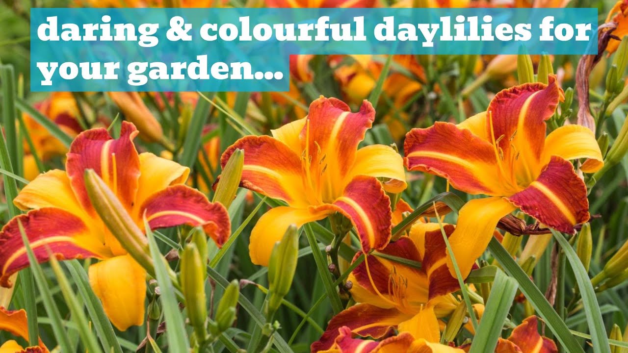 Daylilies! Bright Coloured, Sun Loving Hemerocallis | A Rosy Hardy Variety Showcase