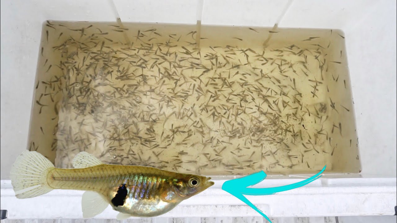 MOST Mosquito Fish EVER CAUGHT!