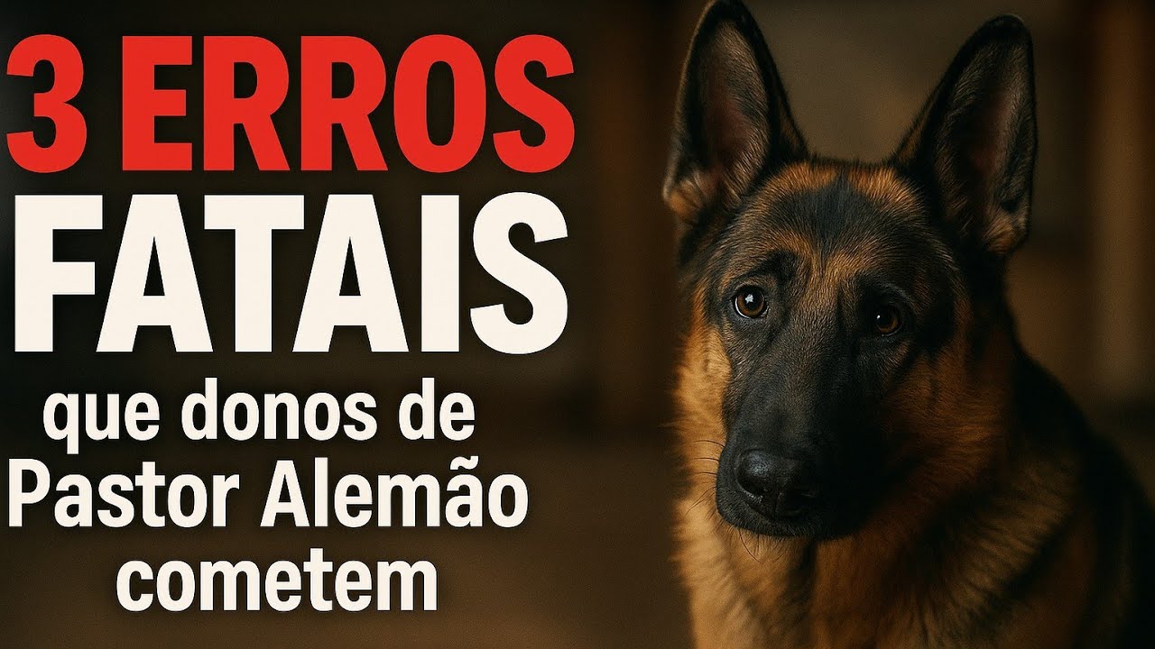 Isso Pode Estragar Seu Pastor Alemão Para Sempre