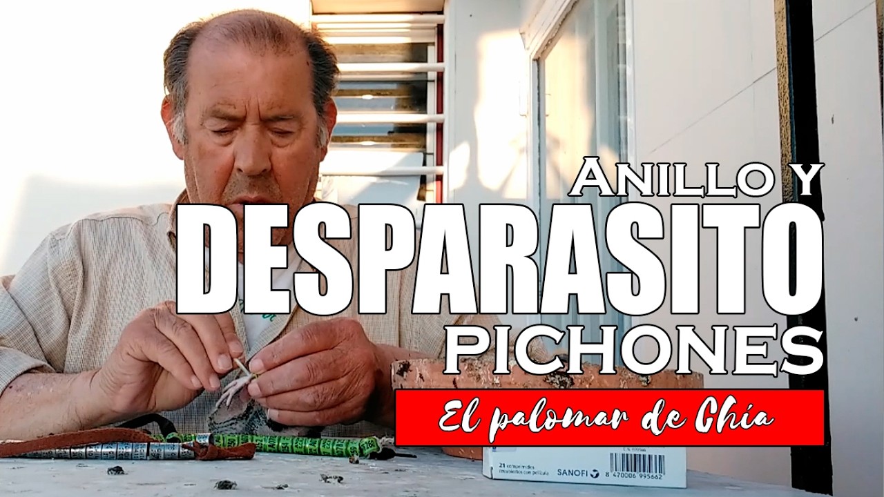 Desparasitando y Anillando Pichones: ¡Cuidado Integral en el Palomar! 🦟🔗🕊️ #palomos #colillanos