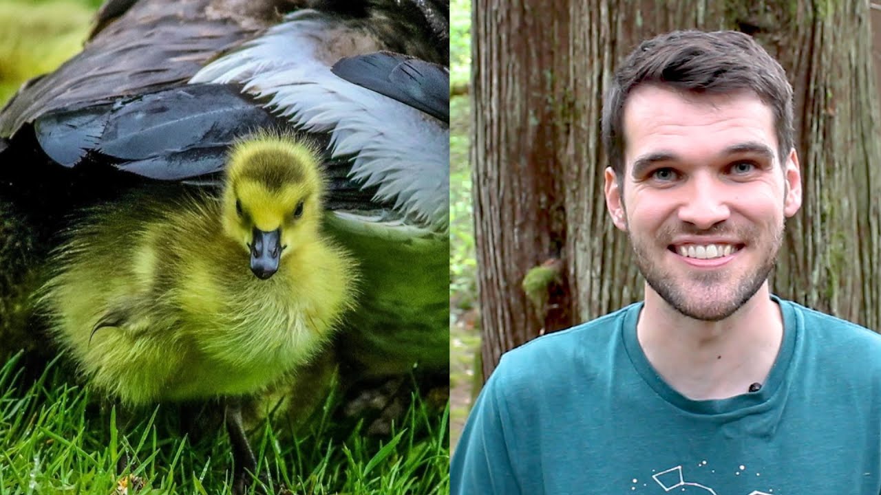 Canada's cutest baby animals | #HelloSpringCBC