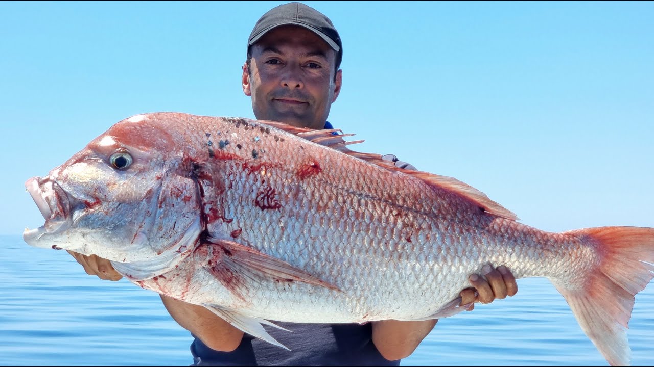 Dentex Gibbosus 12Kg Slow Jigging avec Mustafa Garram | صيد الجغالي الباقر الشامة في تونس