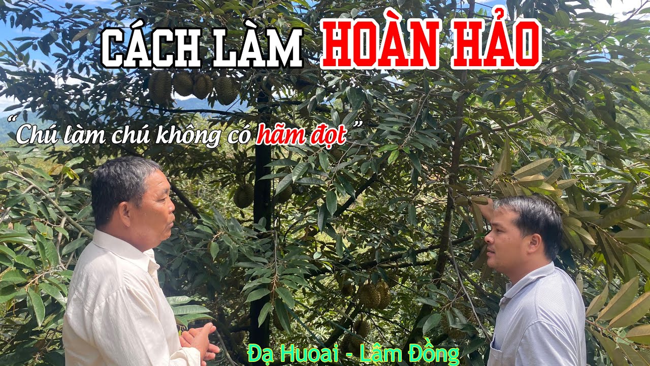 CÁCH CHĂM SẦU RIÊNG THEO CÁCH TƯỚI PHÂN CỦA CHÚ ĐỆ