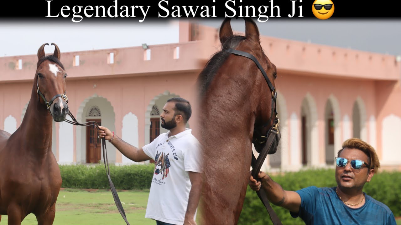 Horse ~ क़सम से आप भी ख़ुश हो जाओगे यह घोड़े देख कर😍