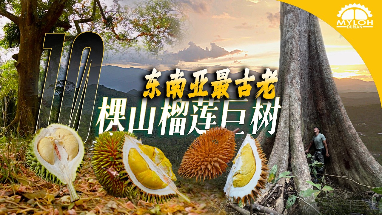 99%马来西亚人不知道！彭亨深山里藏着东南亚最古老10棵红花山榴梿树群