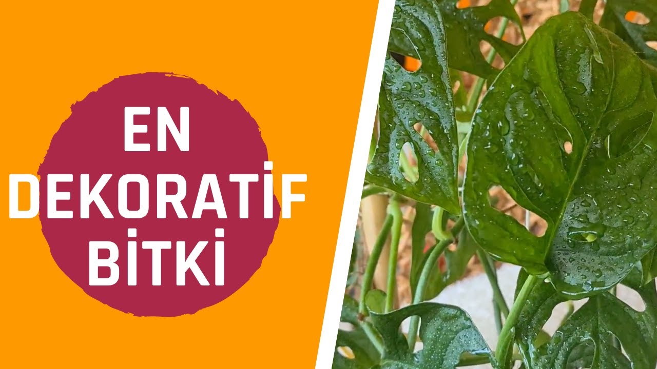 MONSTERA ADANSONII BAKIMI HAKKINDA İPUÇLARI