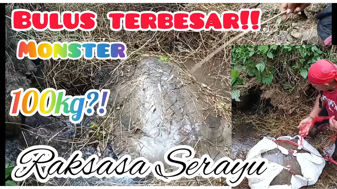 Rekor Bulus 100kg !! Monster sungai serayu di temukan!!
