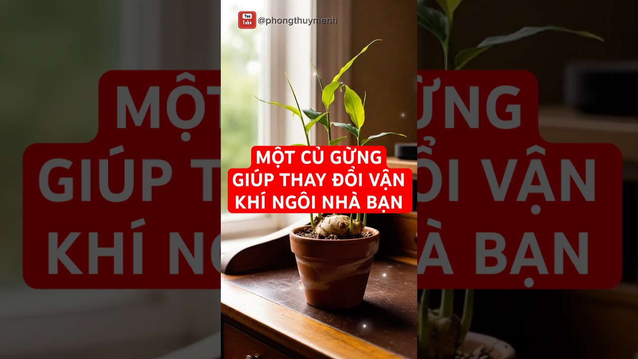 Một củ Gừng c&oacute; thể gi&uacute;p thay đổi vận kh&iacute; ng&ocirc;i nh&agrave; bạn #phongthuy #cugung #meophongthuy