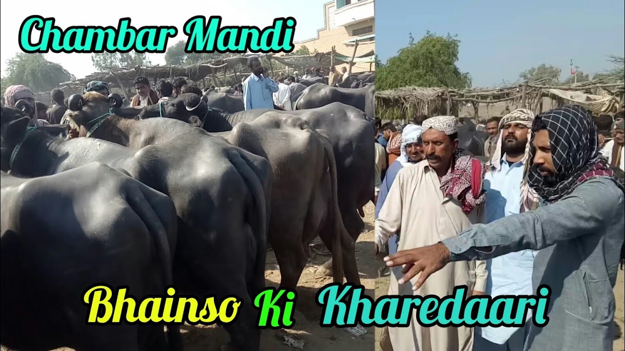 Bhains Mandi Chambar Latest rates update | Cow Mandi today | Special Vlog