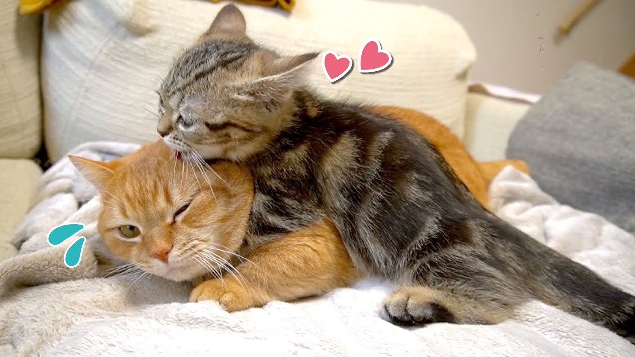 後輩猫からの愛情表現が激しすぎてたじたじな先住猫