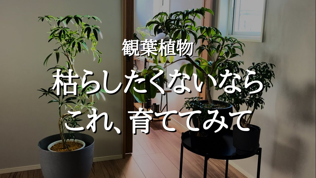【ほんとに枯れない】初心者でも大丈夫！超丈夫でおしゃれな「シェフレラ」の育て方と特徴 | 水やり | 置き場所 | 植え替え | おすすめ品種