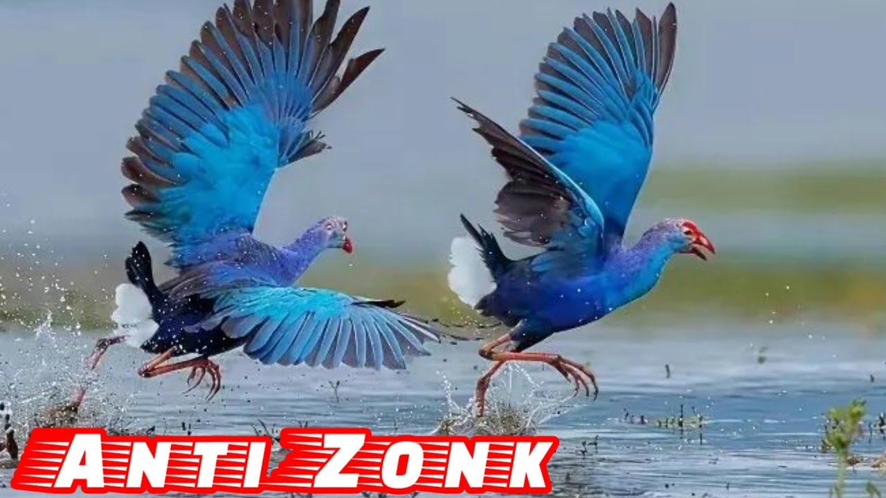 #Pikat Suara Burung Mandar Biru Tanpa Jeda Cocok Buat Nyanggong‼️