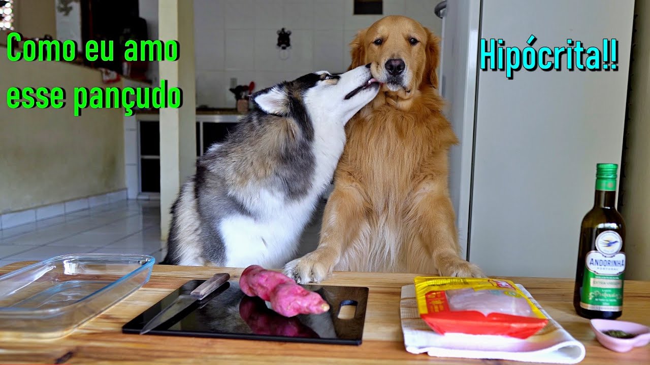 Golden cozinhando e Husky atrapalhando - Master Chef?