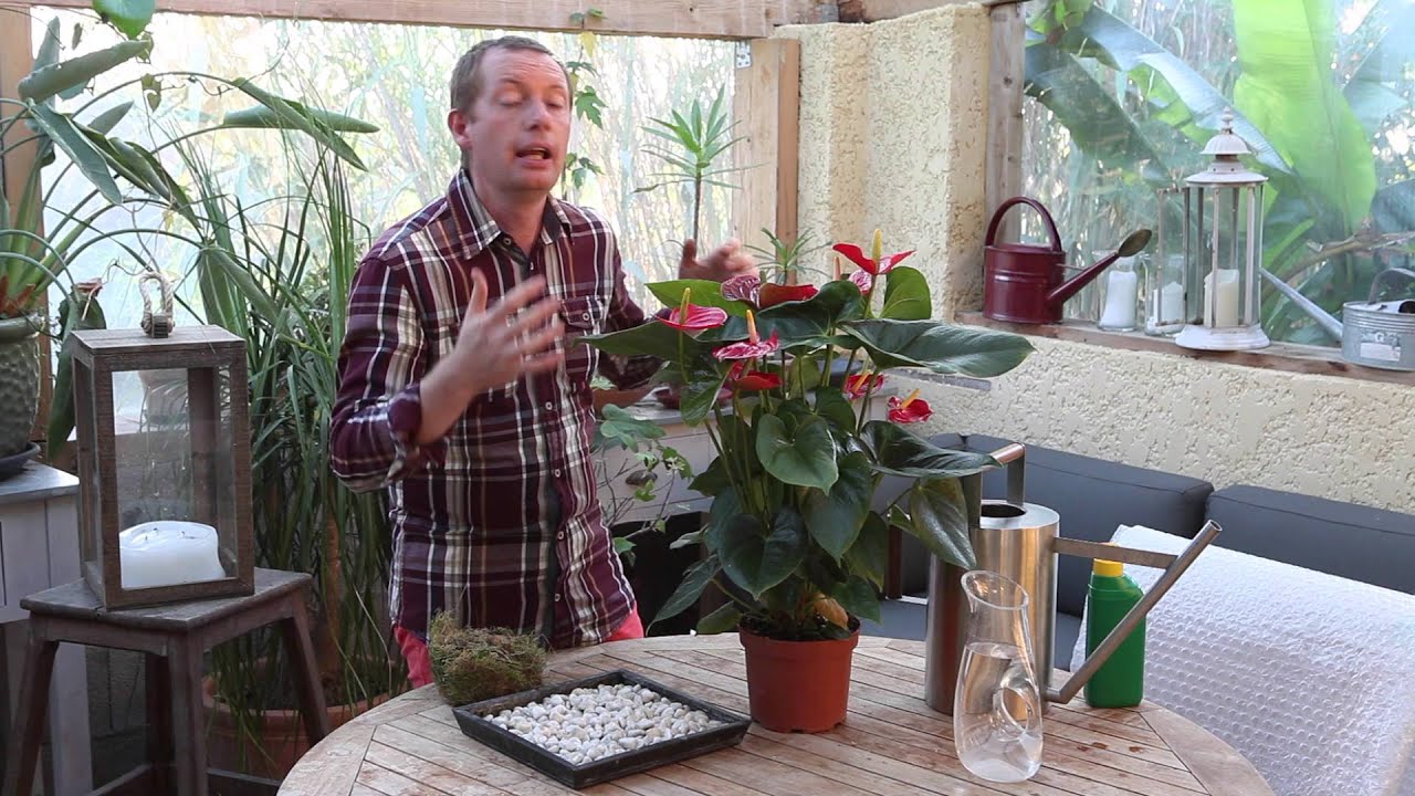 Quels soins apporter a l'anthurium ?