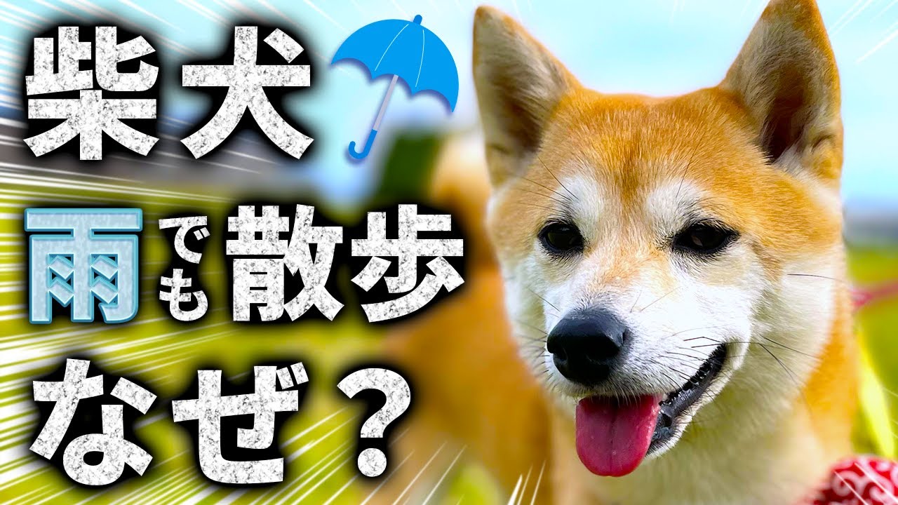 【柴犬あるある】雨のお散歩「柴犬しかいない現象」４つの原因！実際に豆柴と雨の中お散歩して考察します【音声解説】