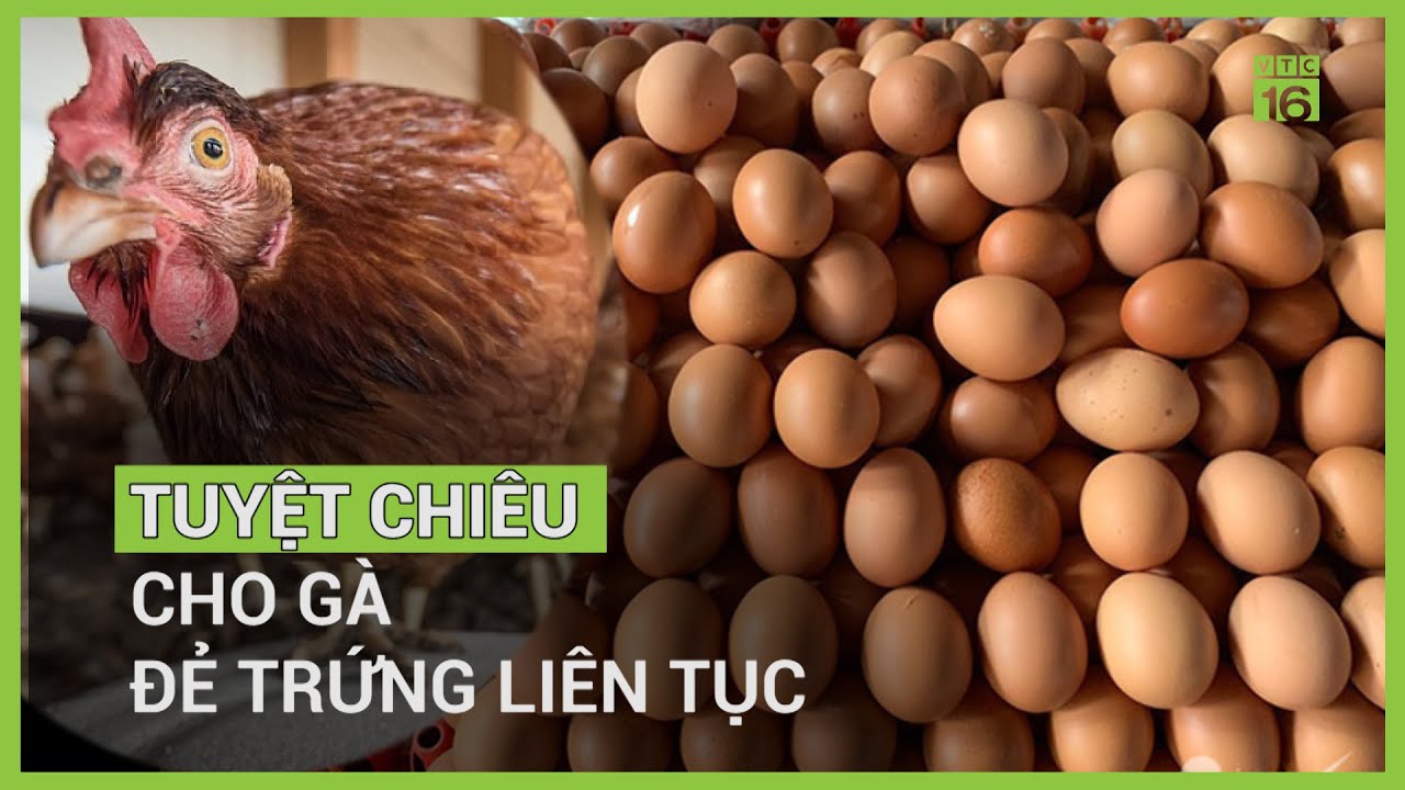 Tuyệt chiêu cho gà đẻ trứng liên tục chưa từng thất bại từ nông hộ VTC16