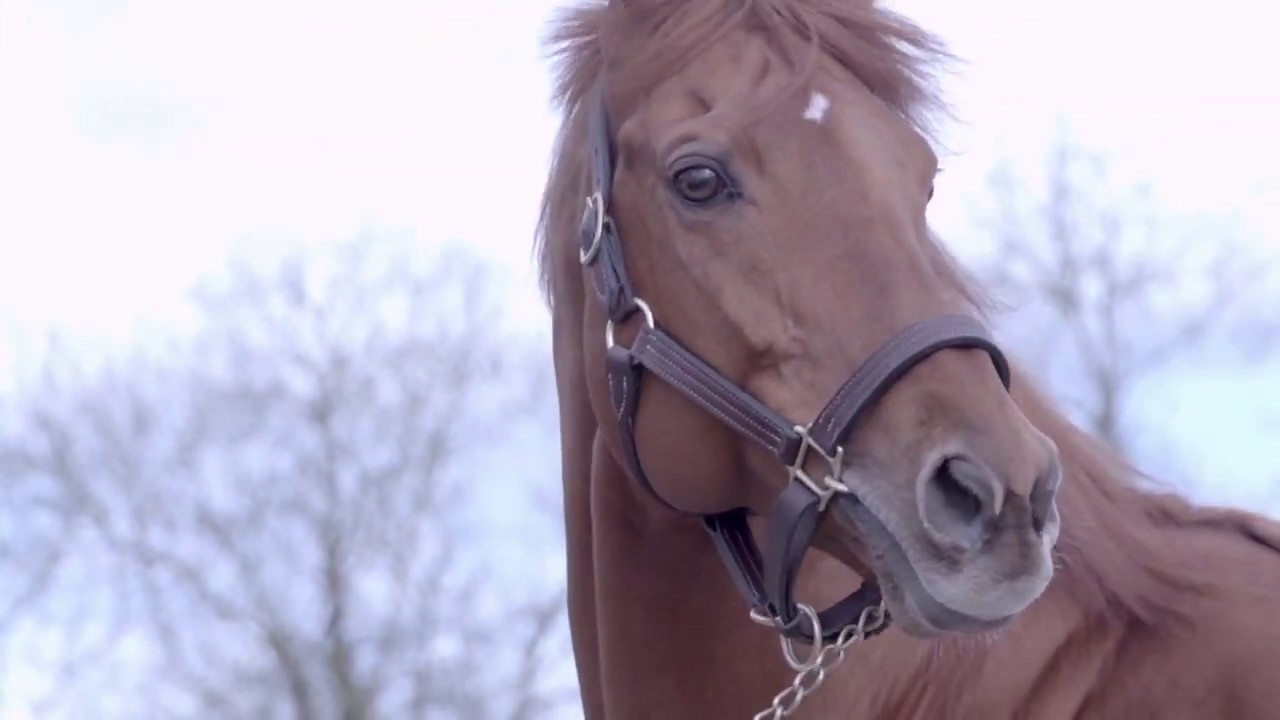 Fantastic Moon, étalon au Haras du Taillis