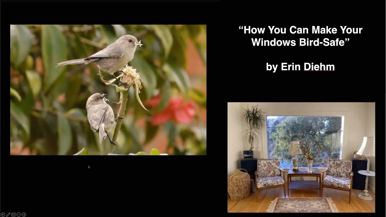 How You Can Make Your Windows Safe for Birds