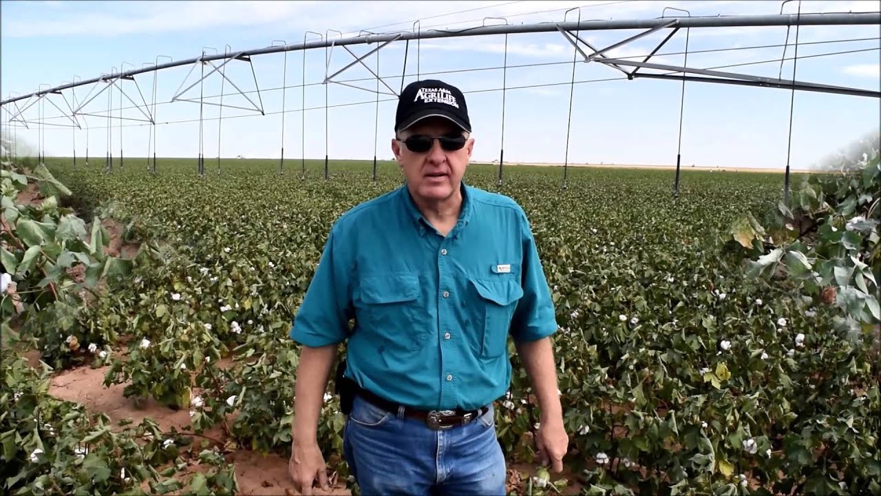 Determining Cotton Crop Maturity