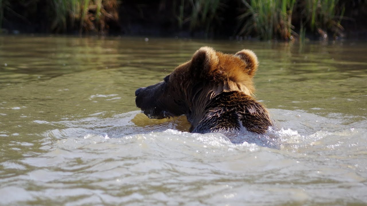 Aklavik and Grizzly Bears in the Mackenzie River Delta, Northwest Territories, June 19, 2019