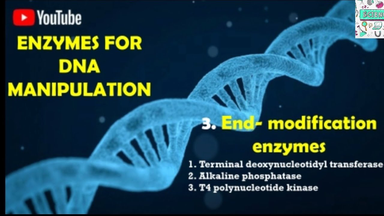 Enzymes for DNA manipulation|•End modification enzymes |CSIR NET |GATE| DBT |ICMR part3️