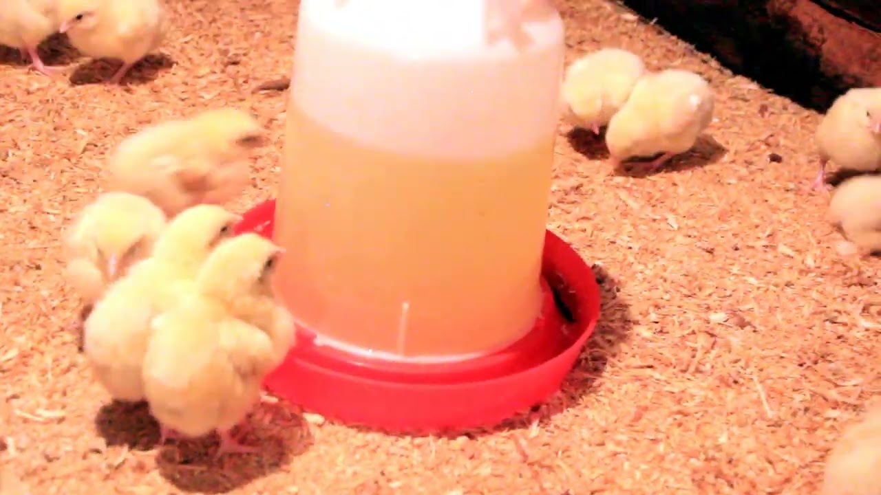 Produção de frango em Moçambique (África)  passo a passo Ep. 2