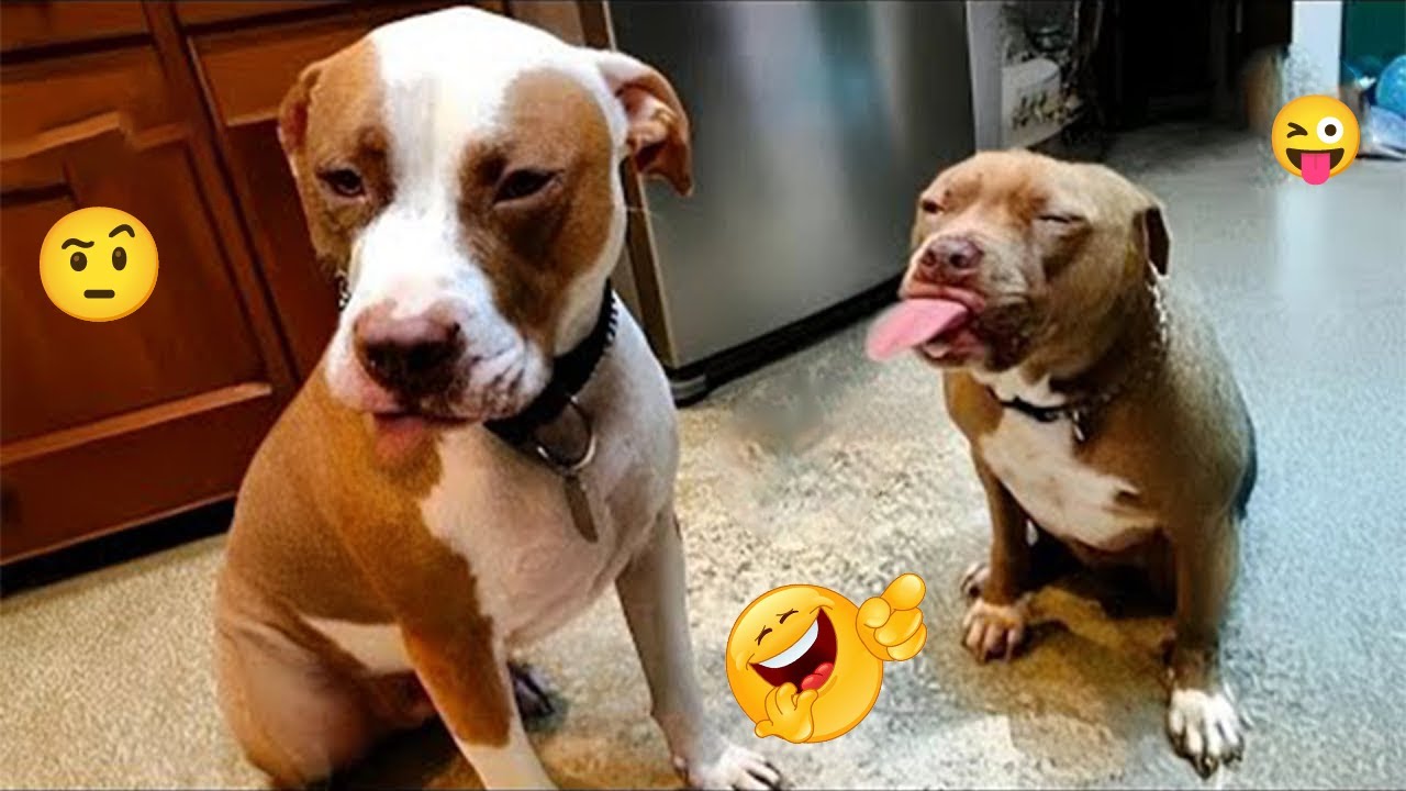 I Can’t Stop Laughing at These Hilarious Dogs 😂 Funny Dog Moments 2025 #16