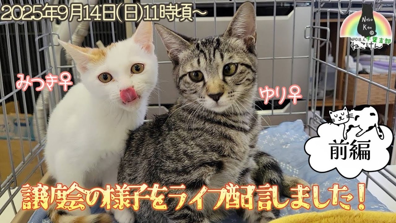 ねこけん千葉チャンネル がライブ配信中！