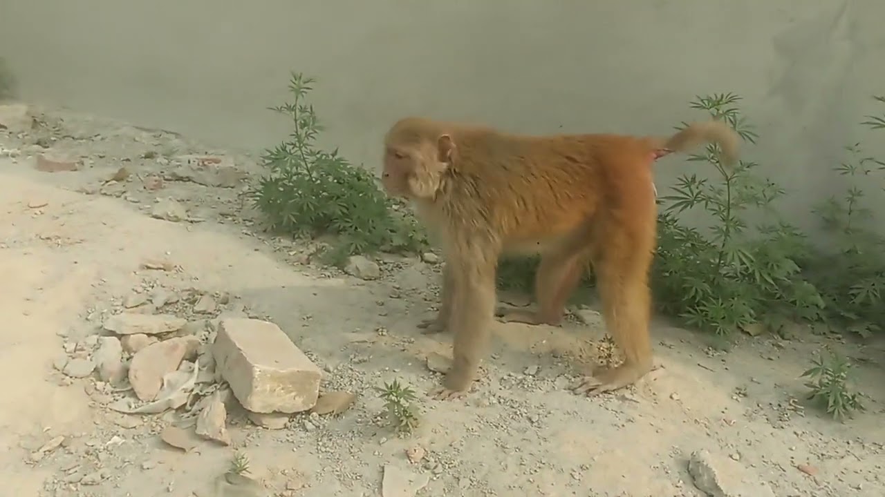 My mini blog  27 🐒🌴🥰 #monkey #monkeyvideo #funny