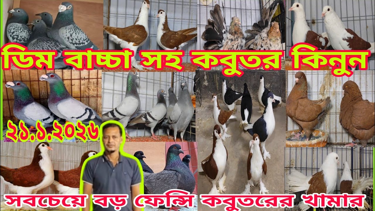 লাহোরি কবুতরের বাচ্চার দাম জানুন।। বাচ্চা সহ রেইসার কবুতর কিনুন।। বড় কবুতরের খামার