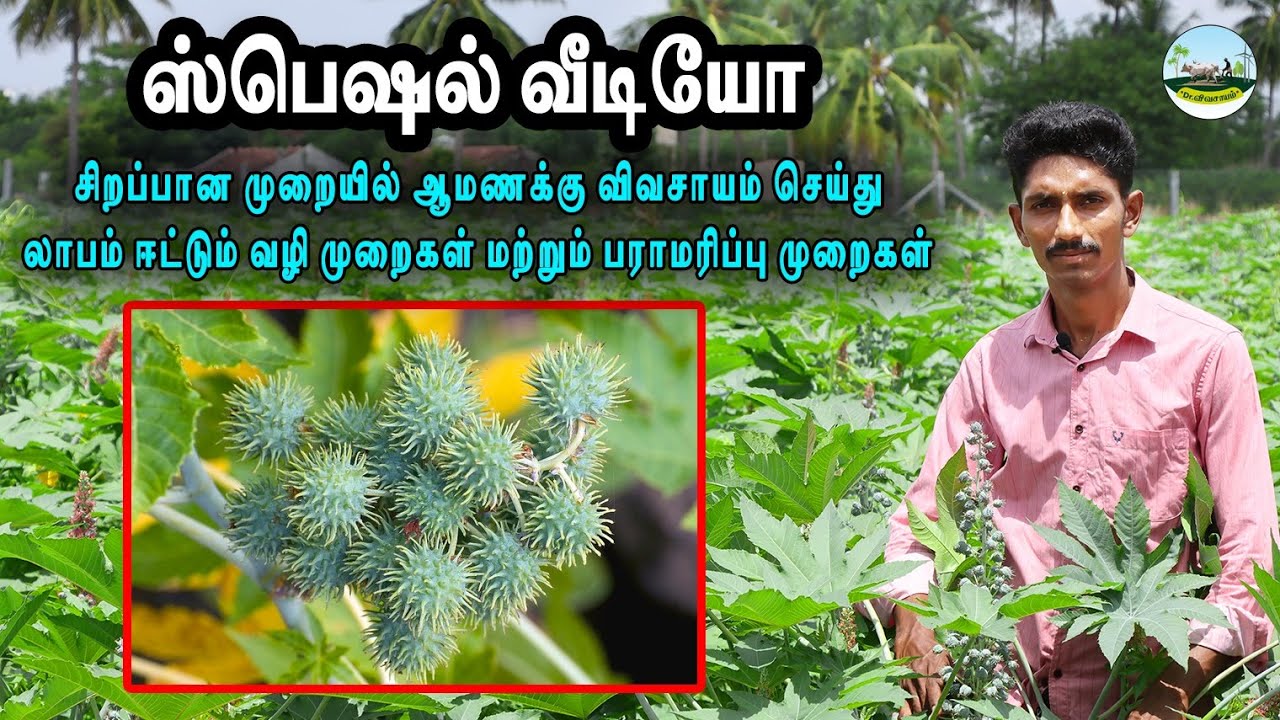 🔴Special Video 🔴சிறப்பான முறையில் ஆமணக்கு விவசாயம் செய்து லாபம் ஈட்டும் வழி முறைகள்