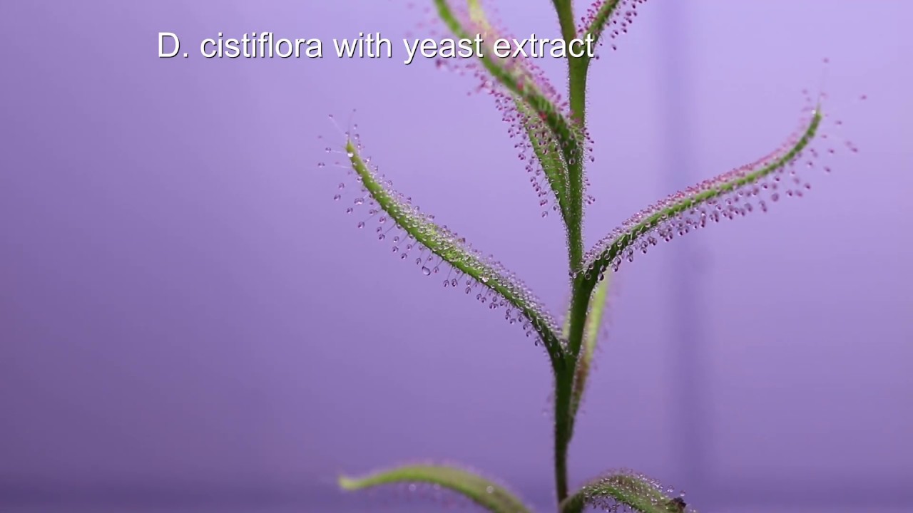 Drosera cistiflora mit Hefeextrakt/ sundew tuberous with yeast