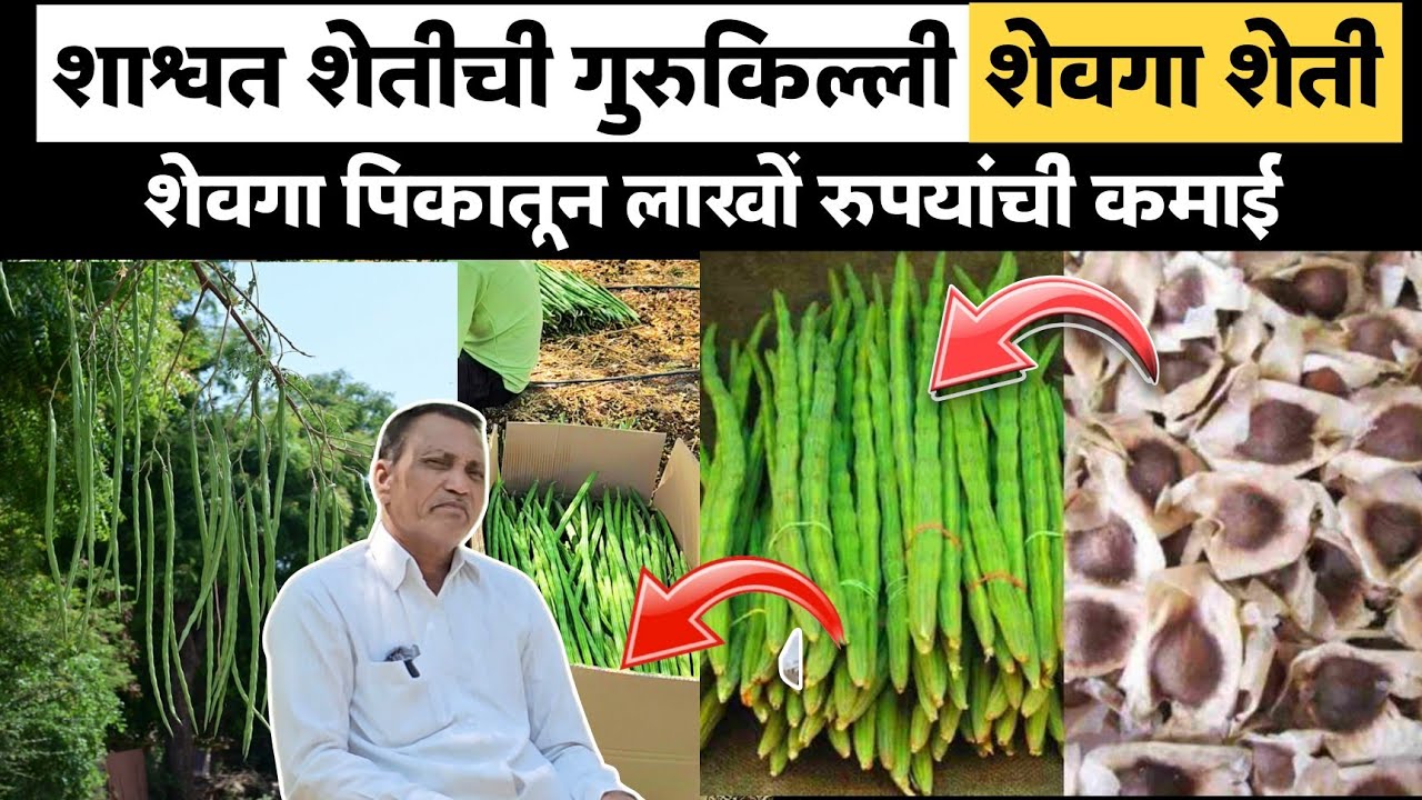 शाश्वत शेतीची गुरुकिल्ली।शेवगा शेती।शेवगा शेतीतून लाखोंची कमाई।योग्य नियोजन=हमखास नफा!