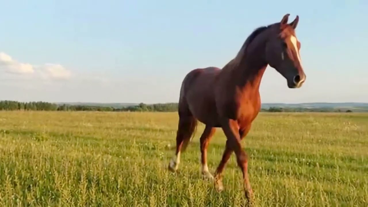 Horse &ndash; Walking 360 Orbit Track
