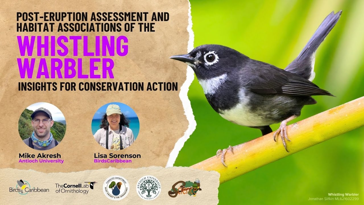 Post-Eruption Assessment and Habitat Associations of the Whistling Warbler
